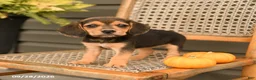 Beagle dogs for sale: Lacey - Ad 3