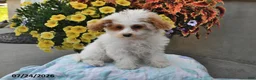 Miniature Poodle dogs for sale: Star - Ad 3