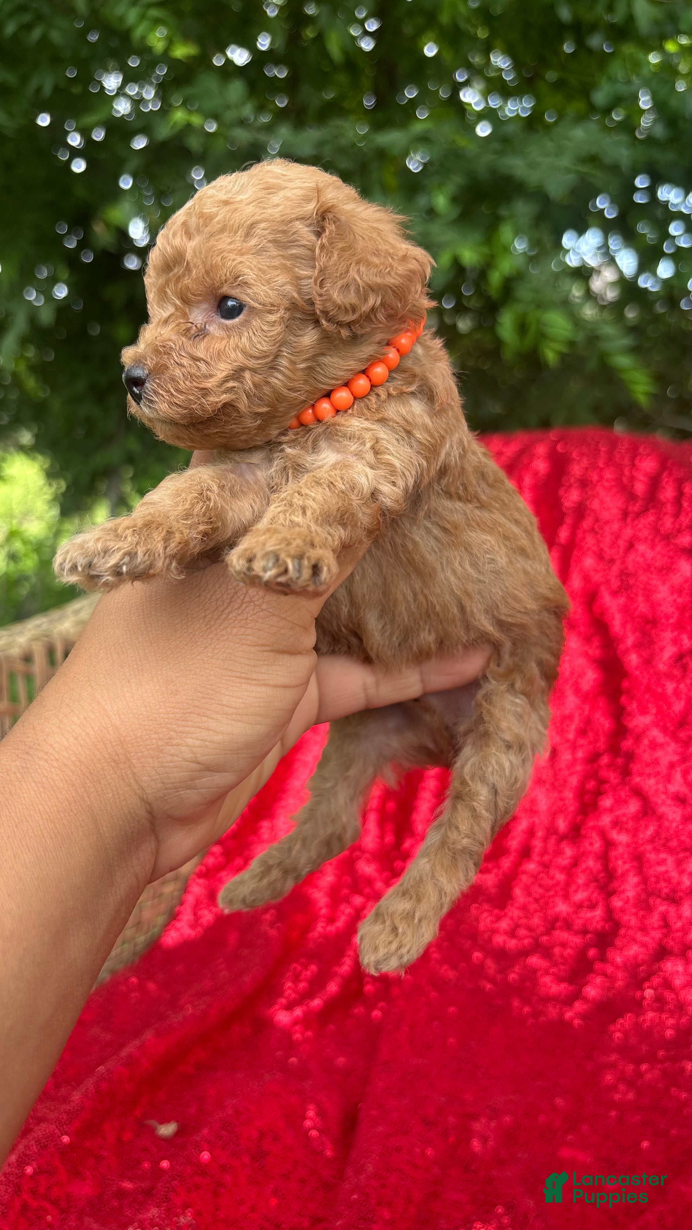 Toy Poodle dogs for sale: Toy Poodle Puppy 2 - Ad 2