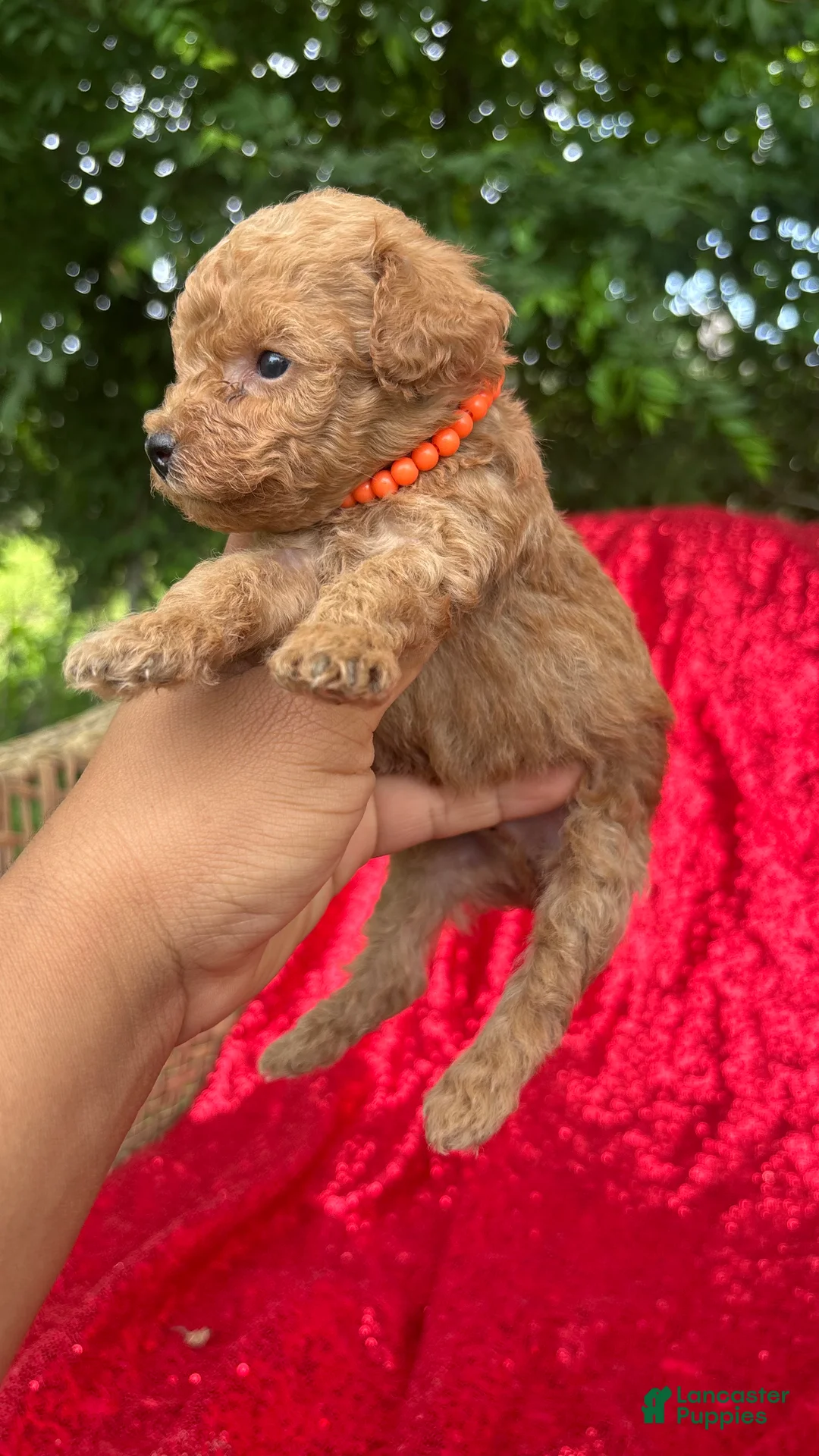 Toy Poodle dogs for sale: Toy Poodle Puppy 2 - Ad 1