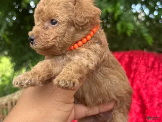 Toy Poodle dogs for sale: Toy Poodle Puppy 2 - Ad 2