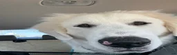 Great Pyrenees dogs for sale: Samba - Ad 3