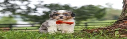 Shihpoo dogs for sale: Scout - Ad 3