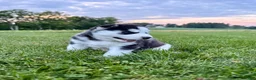Siberian Husky dogs for sale: Bryce - Ad 3