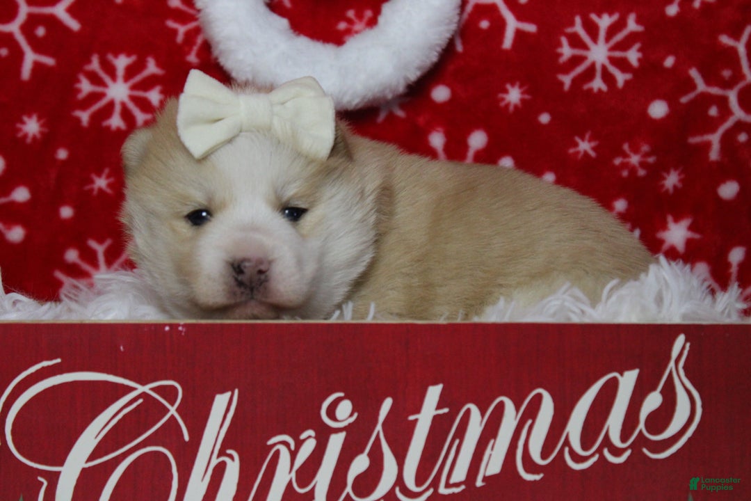 Pomsky dogs for sale: Shasta  - Ad 11