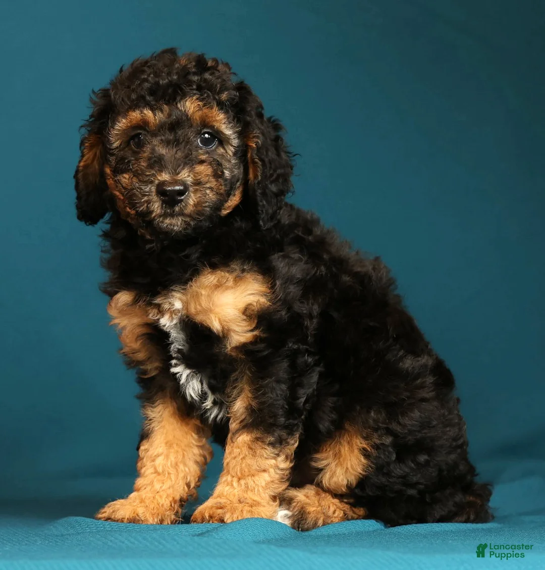 Miniature Poodle dogs for sale: Connor - Ad 2
