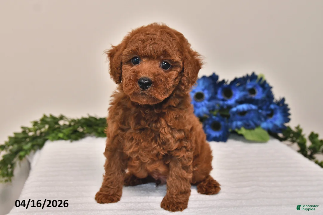 Miniature Poodle dogs for sale: Mickey - Ad 1