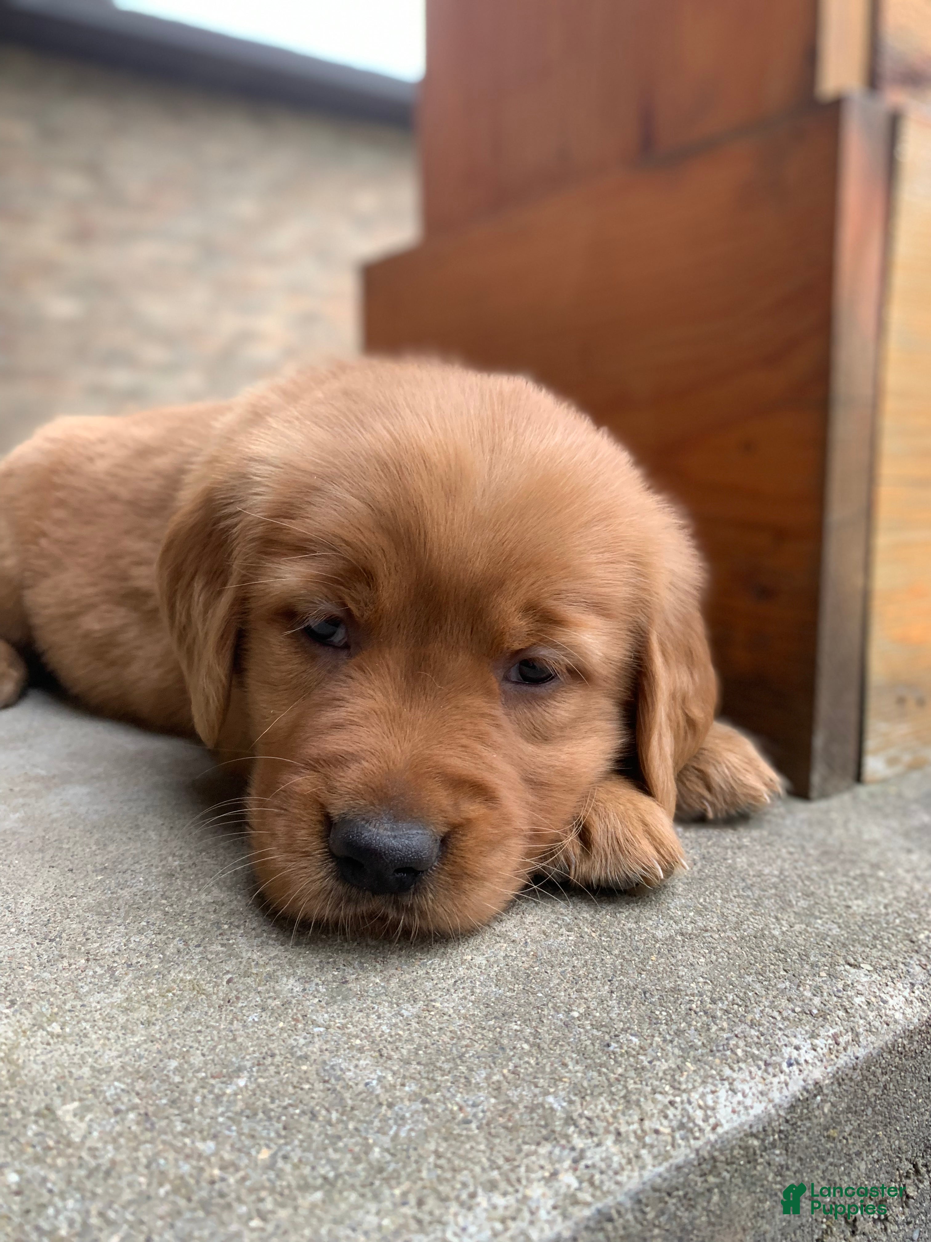 Golden Retriever dogs Gypsy - Ad 2