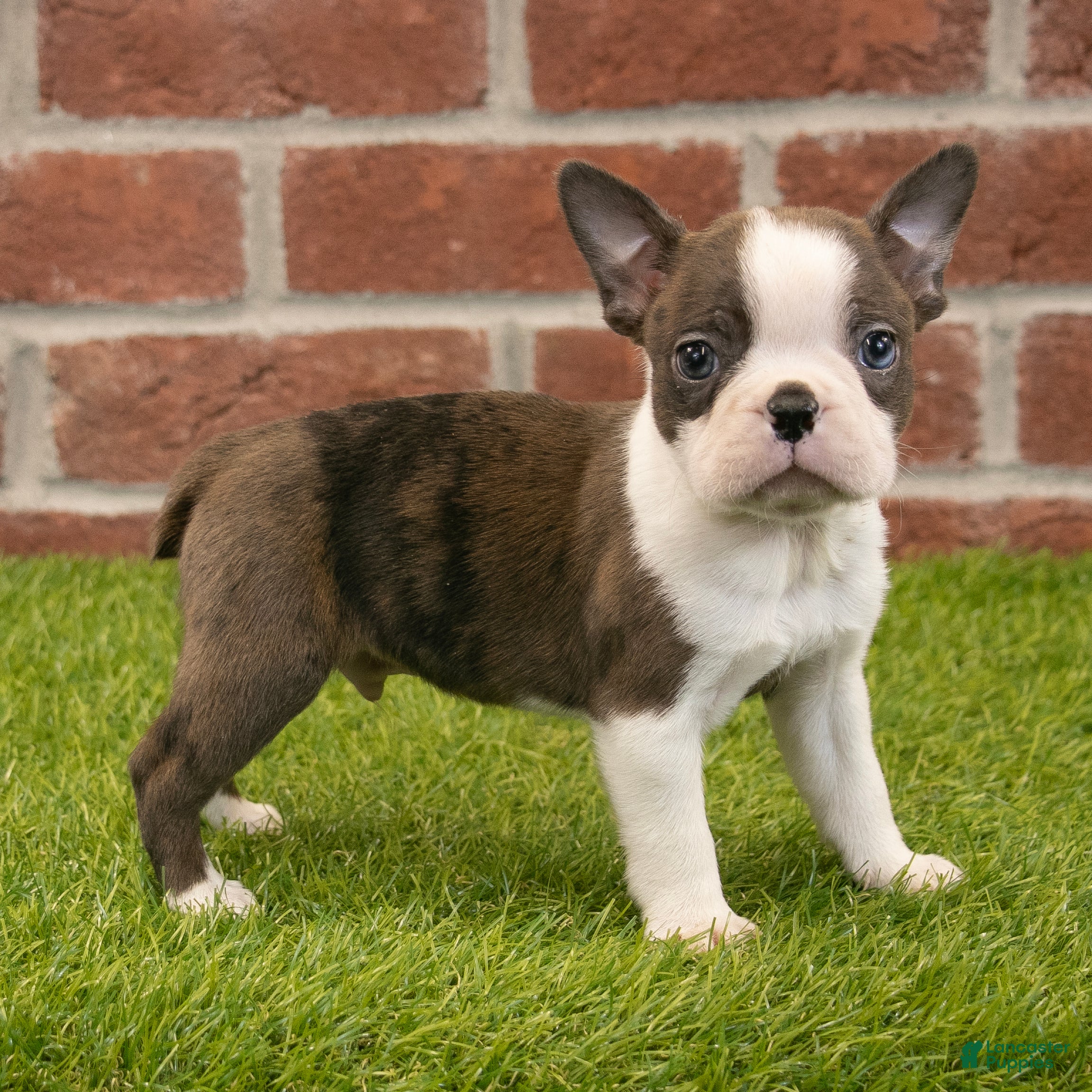 Boston Terrier dogs Rambo - Ad 1