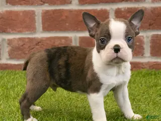 Boston Terrier dogs for sale: Rambo - Ad 2