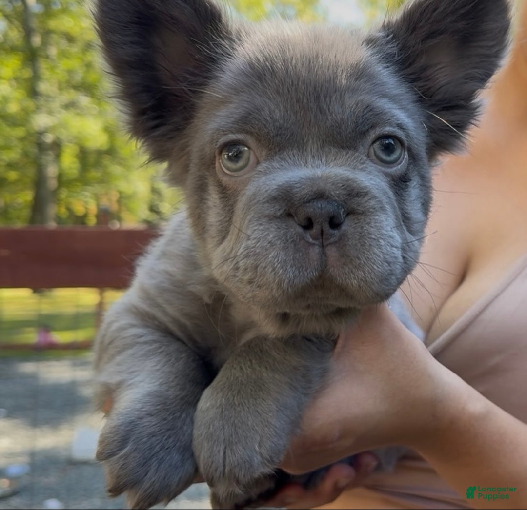 French Bulldog dogs for sale: French Bulldog Lilac - Ad 2