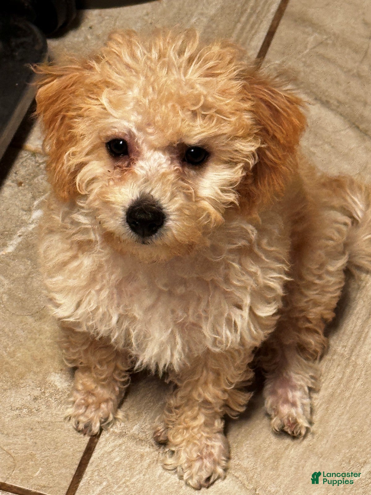 Gigi, Doodle / designer cross