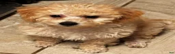 Miniature Labradoodle dogs for sale: Gigi - Ad 1