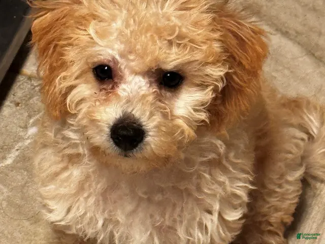 Miniature Labradoodle dogs for sale: Gigi - Ad 1