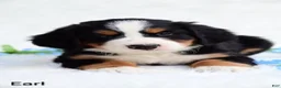 Bernese Mountain Dog dogs for sale: Earl - Ad 3