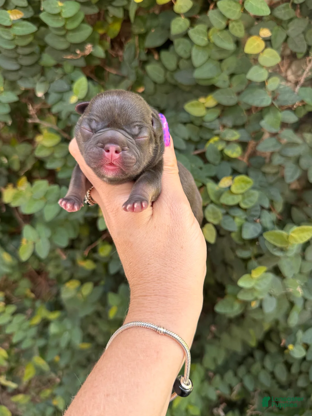 French Bulldog dogs for sale: Violet - Ad 2