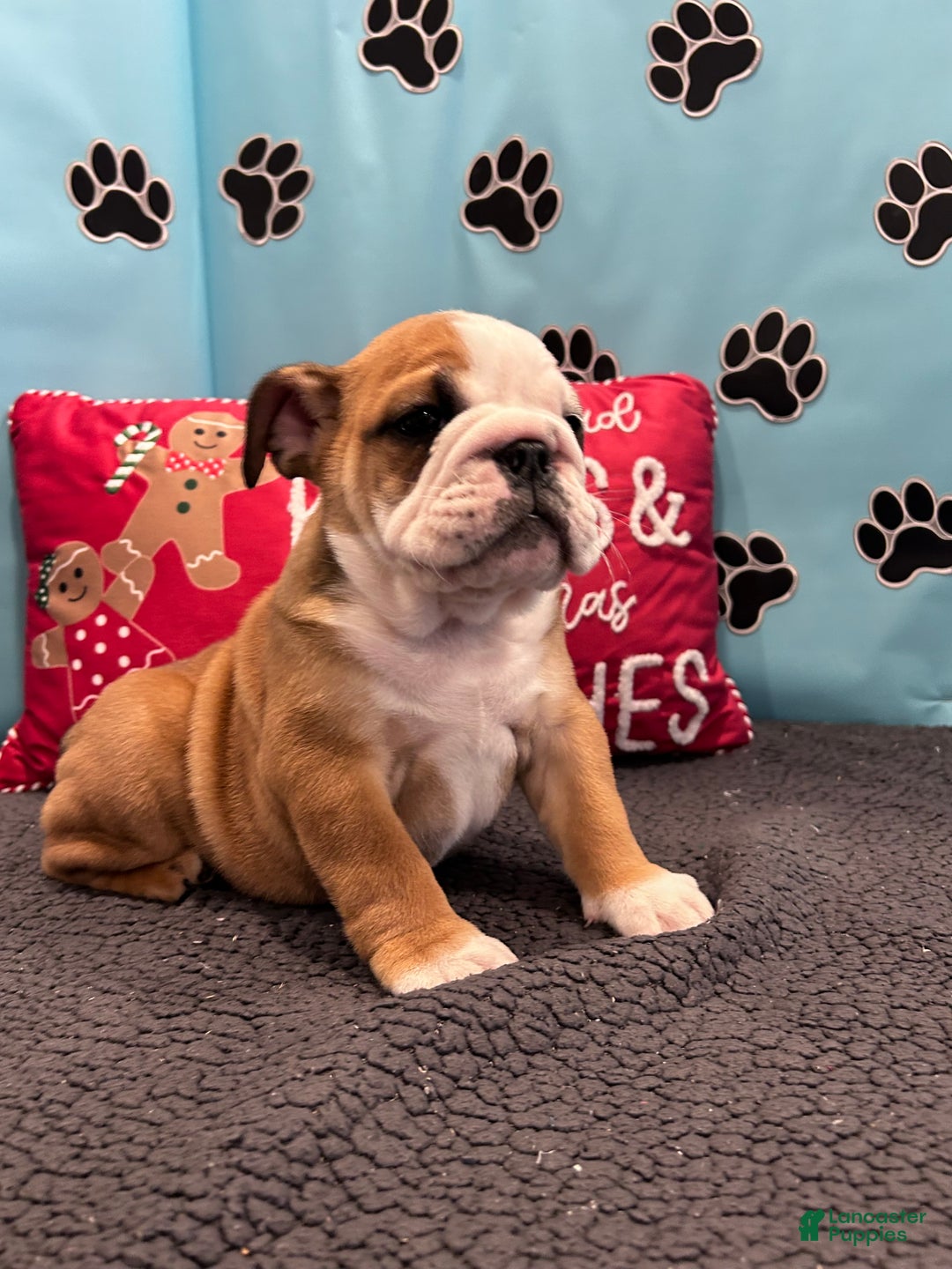 English Bulldog dogs for sale: NATASHA - Ad 10