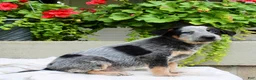 Australian Cattle Dog dogs for sale: Charlie  - Ad 4