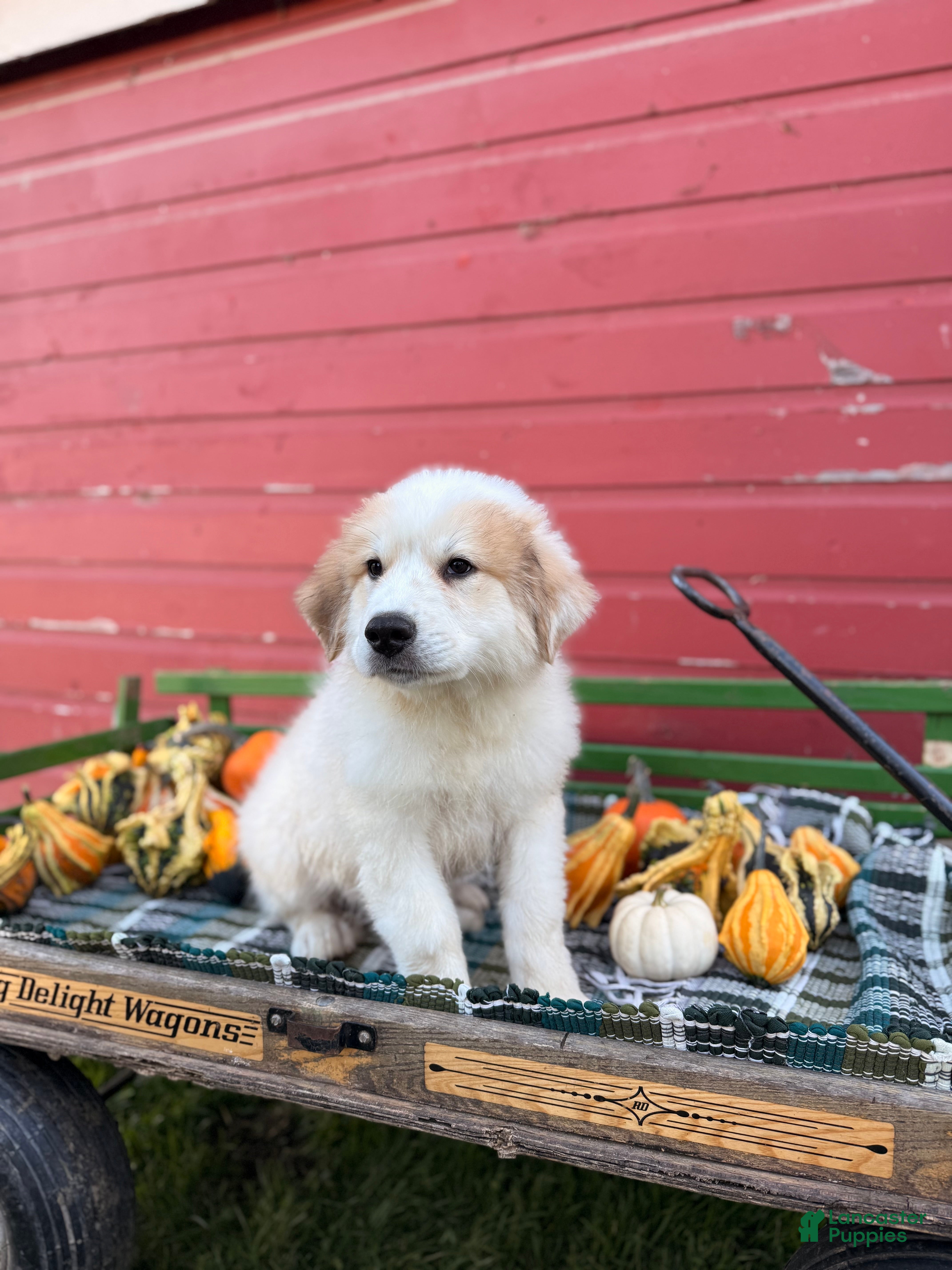 Great Pyrenees dogs for sale: Clark - Ad 2