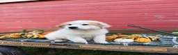 Great Pyrenees dogs for sale: Clark - Ad 2