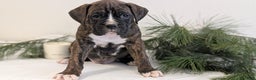 Boxer dogs for sale: Finn - Ad 4