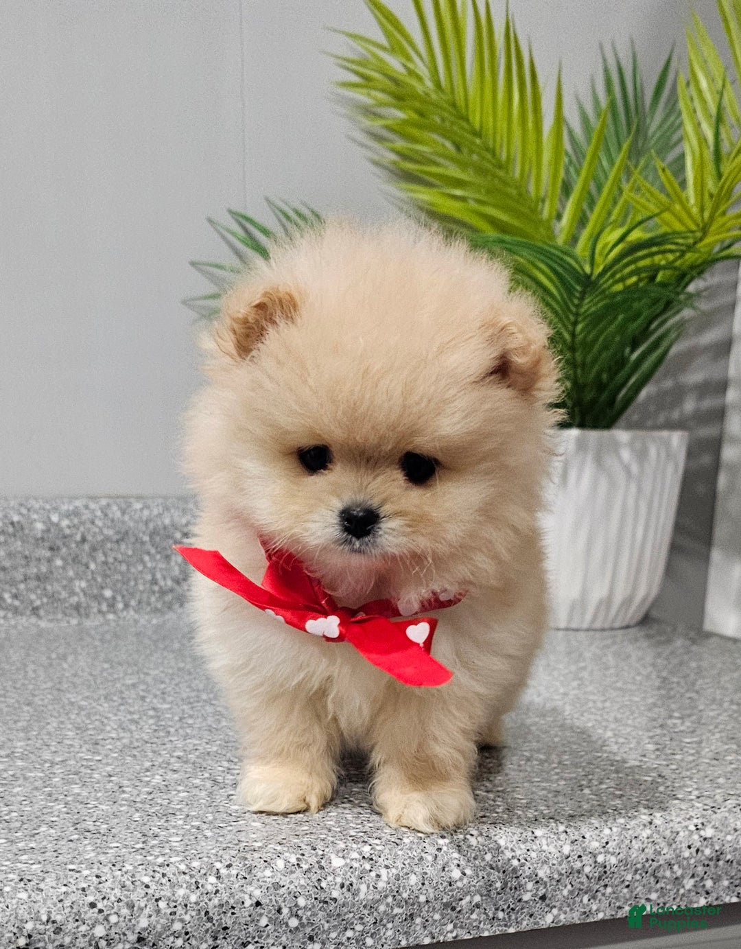 Pomeranian dogs for sale: Bubbles - Ad 6