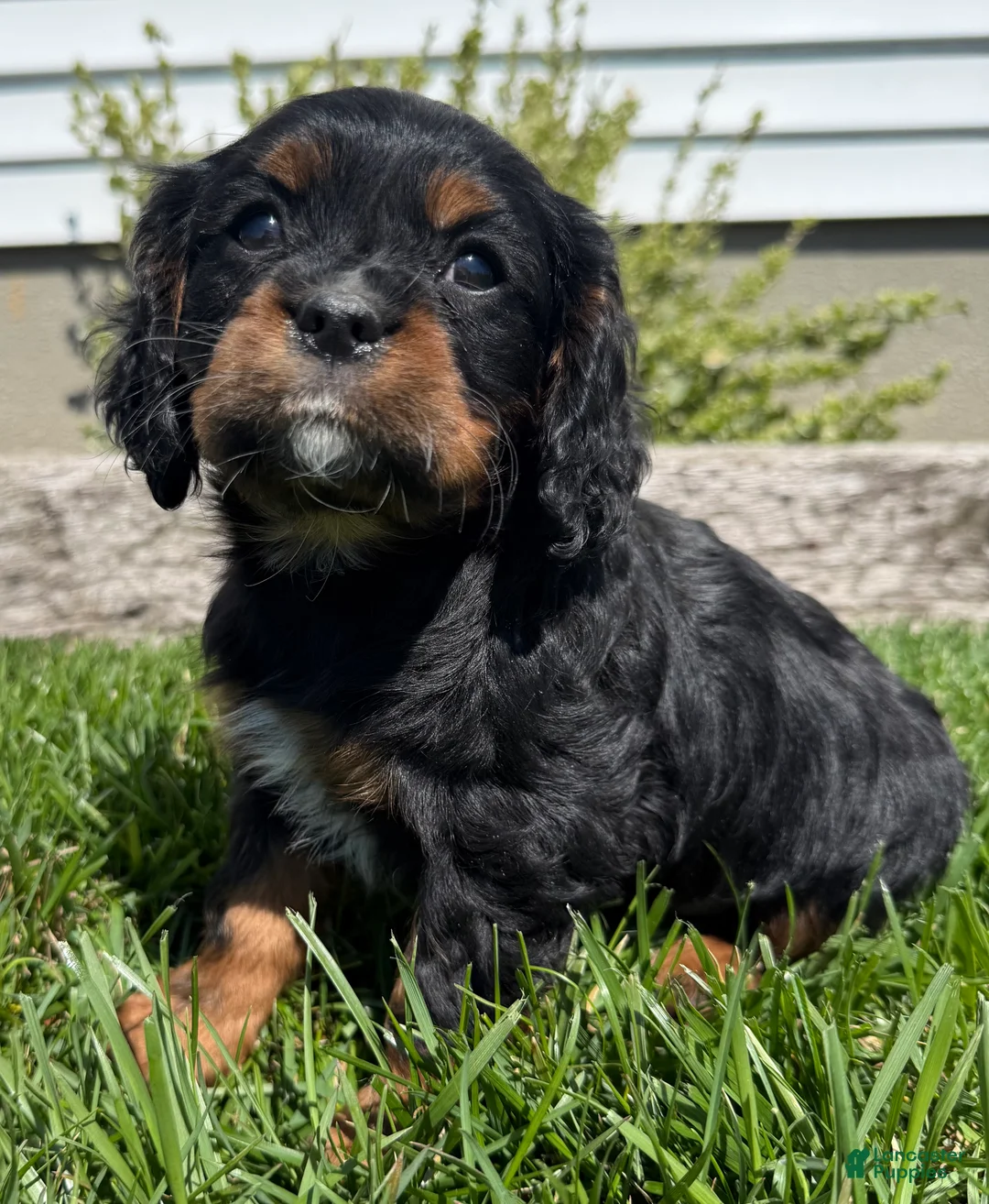 Cavalier King Charles Spaniel dogs for sale: Cooper - Ad 2