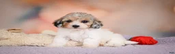 Maltipoo dogs for sale: Mabel - Ad 8
