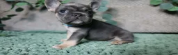 French Bulldog dogs for sale: Fredrick - Ad 7