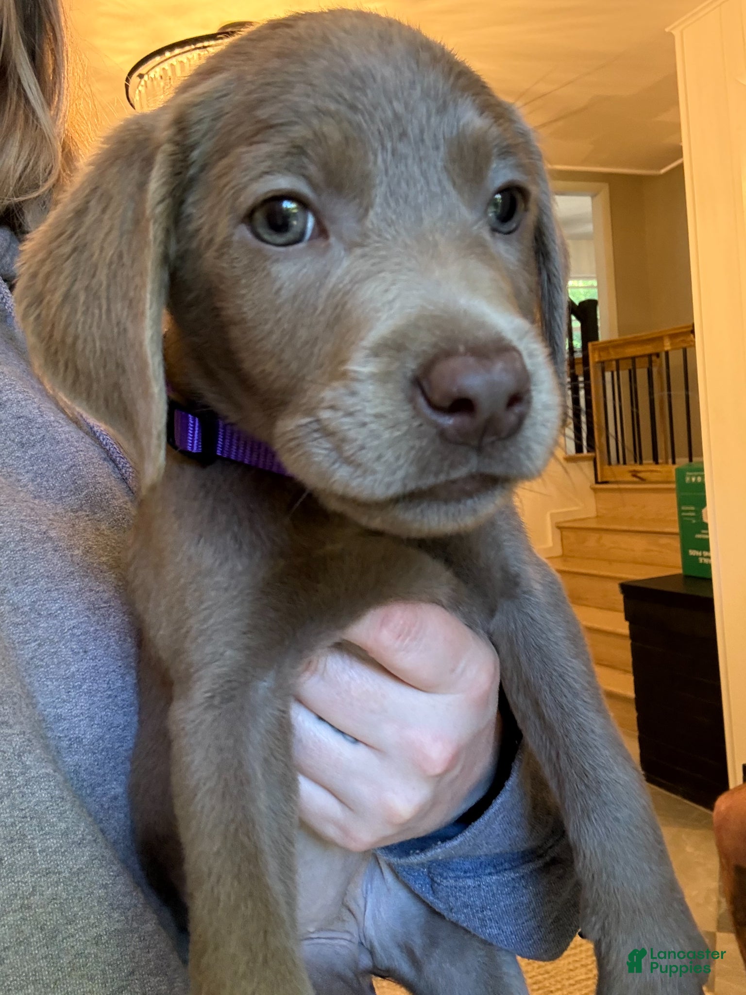 Labrador Retriever dogs Dark Purple Collar Silver Female Lab Puppy - Ad 2
