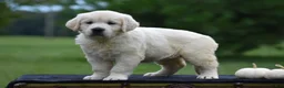 Golden Retriever dogs for sale: Destiny - Ad 1
