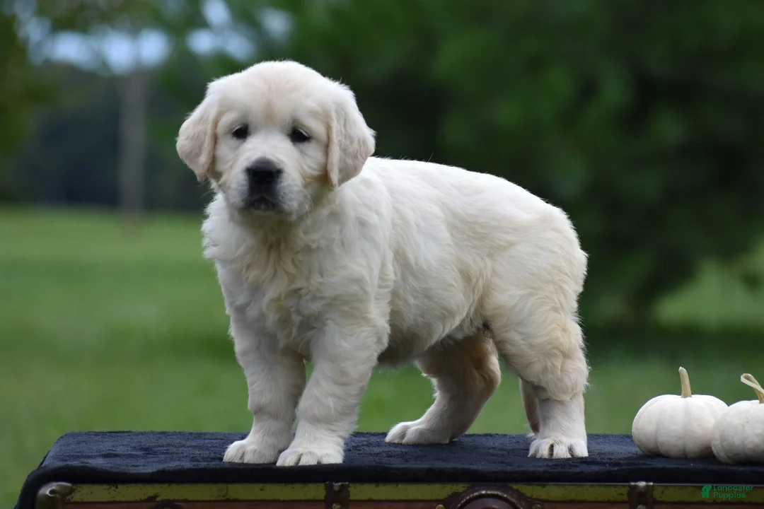 Golden Retriever dogs for sale: Destiny - Ad 1