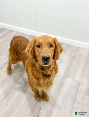 Piper