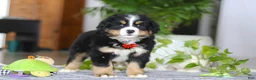 Bernese Mountain Dog dogs for sale: Koda - Ad 4