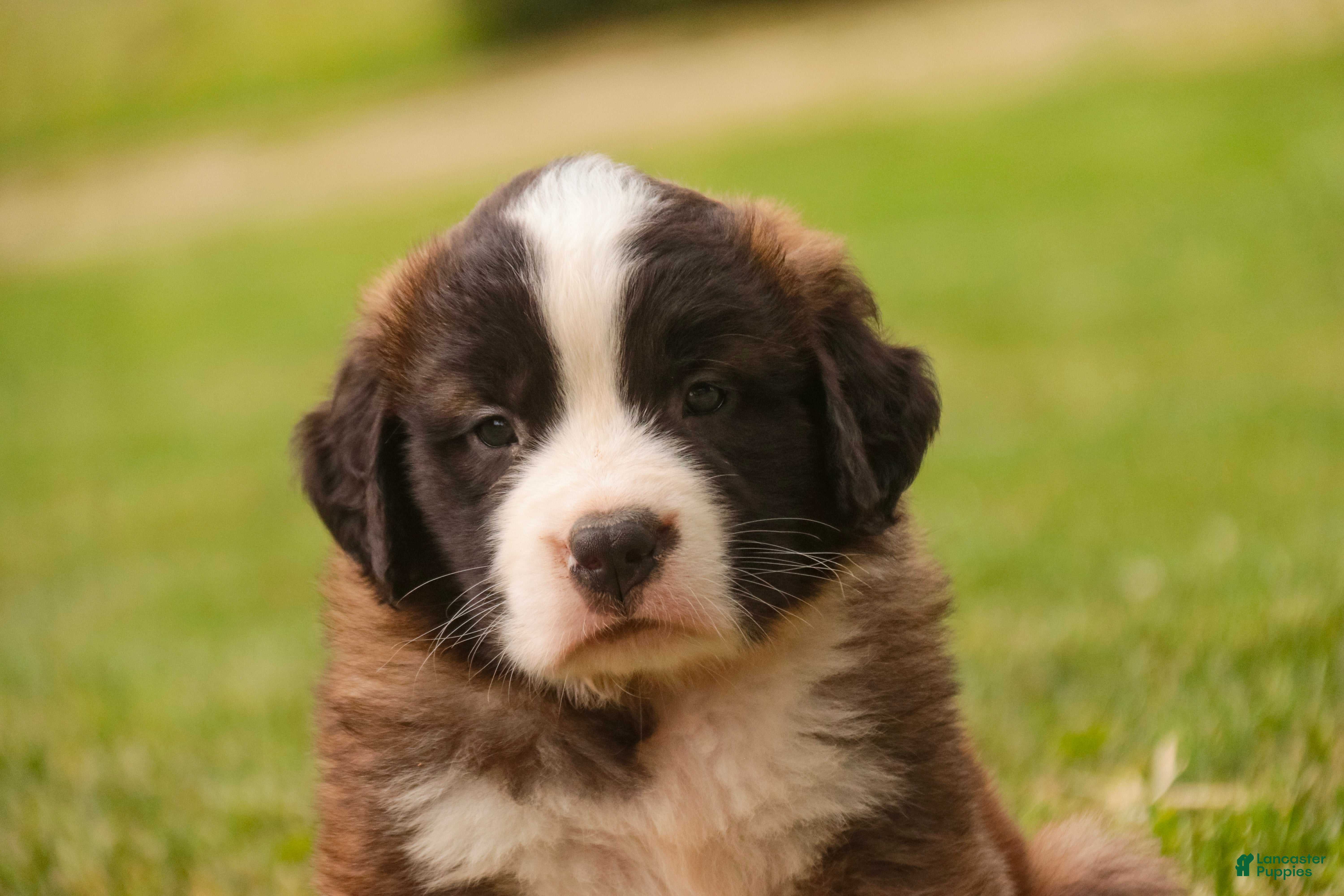 Saint Bernard dogs Wallace - Ad 2