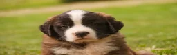 Saint Bernard dogs for sale: Wallace - Ad 2