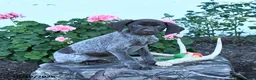 German Shorthaired Pointer dogs for sale: Maisie - Ad 3
