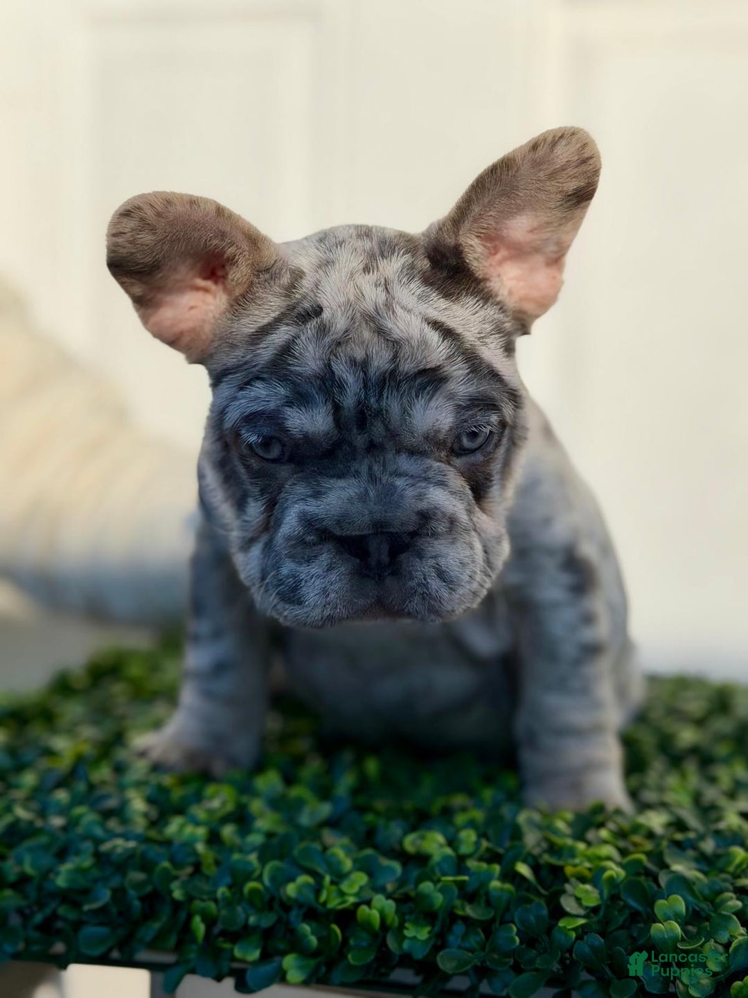 French Bulldog dogs for sale: TRIXIE - Ad 4