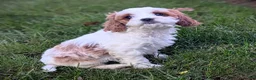 Cavapoo dogs for sale: Mr Benny - Ad 25