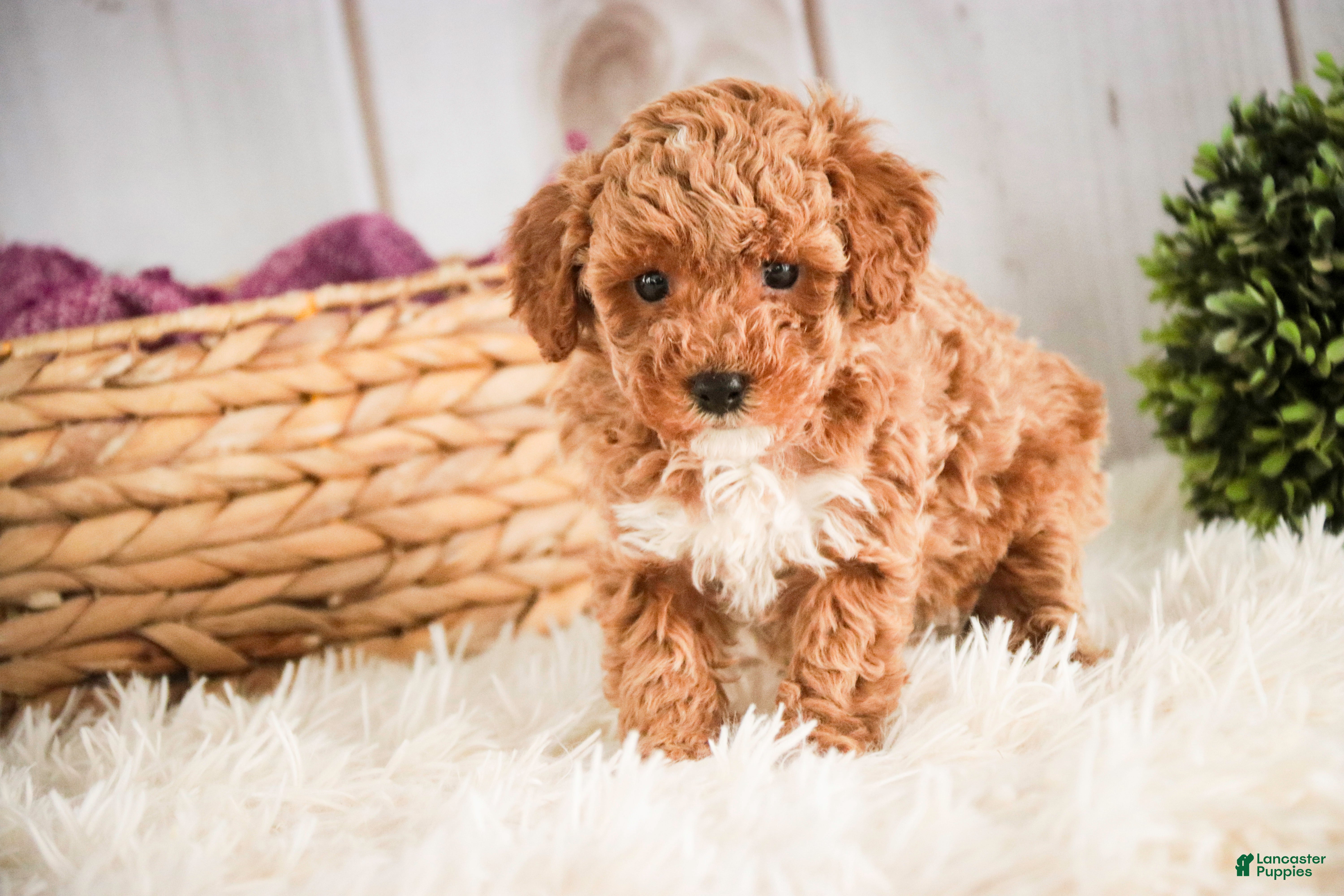 Miniature Poodle dogs Jill - Ad 1