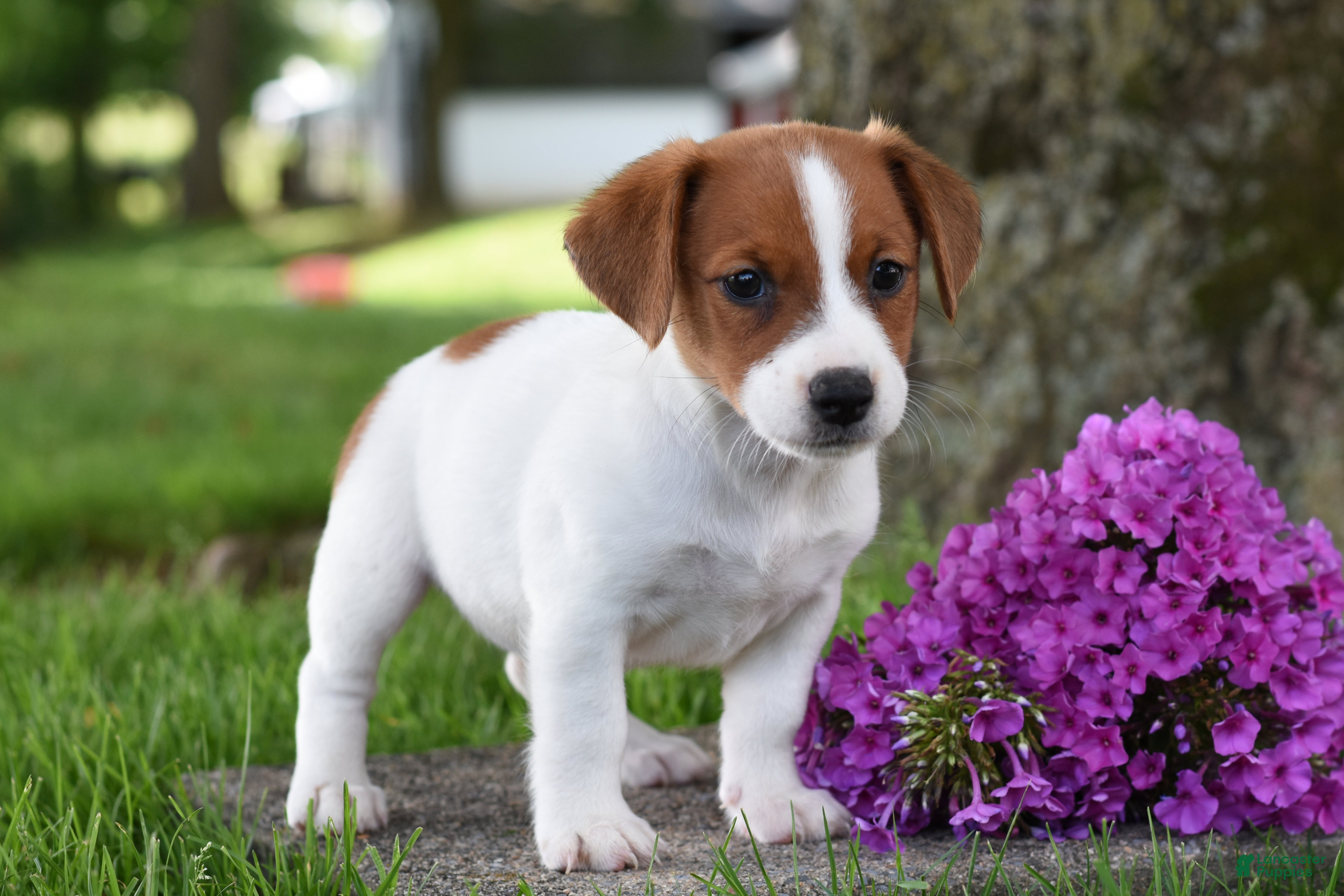 Jack Russell Terrier dogs Lily - Ad 2
