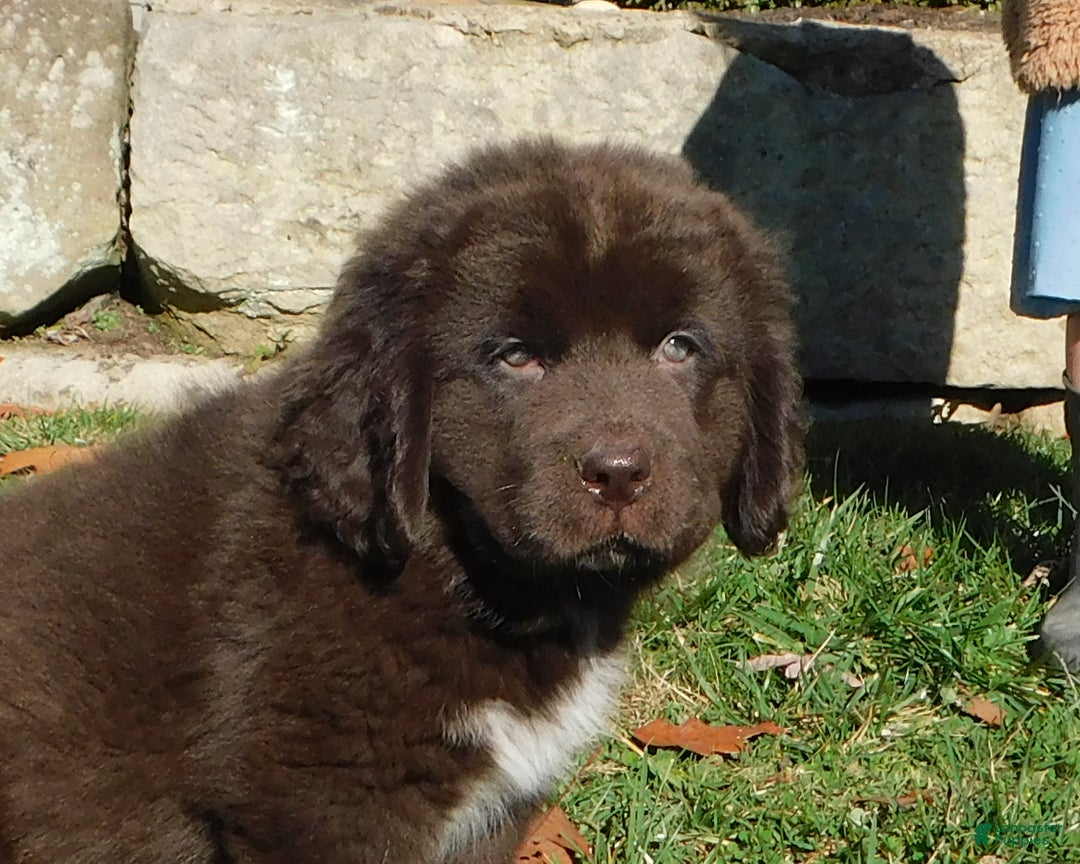 Newfoundland dogs for sale: Joey - Ad 3