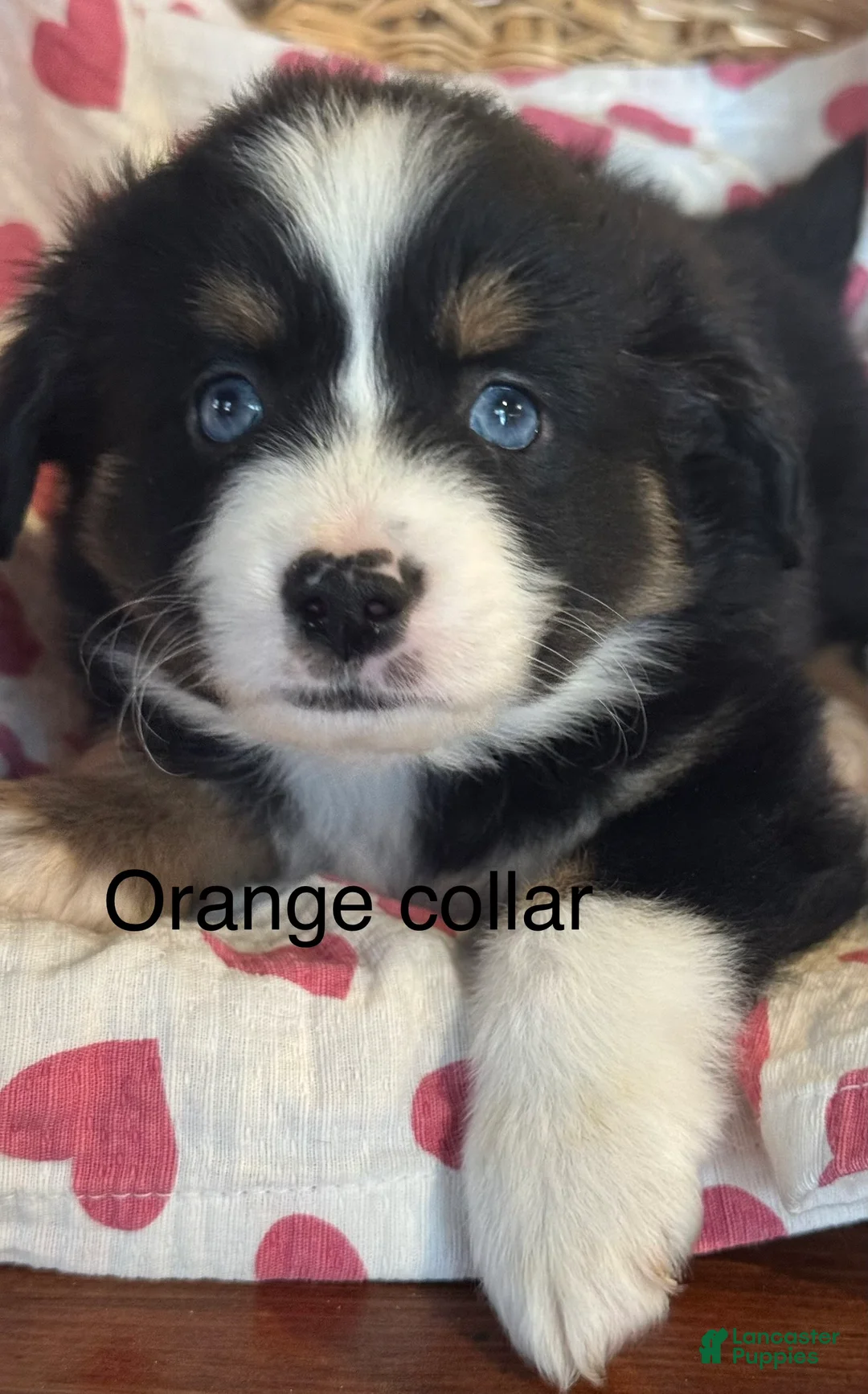 Miniature Australian Shepherd dogs for sale: Miniature Australian Shepherd Orange -Puppy 6 - Ad 2