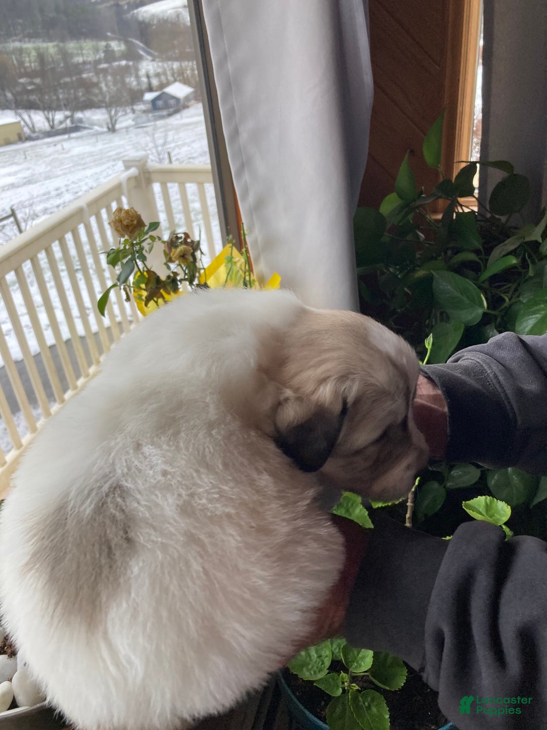 Great Pyrenees dogs for sale: Great Pyrenees Female Puppy - Purple - Ad 8