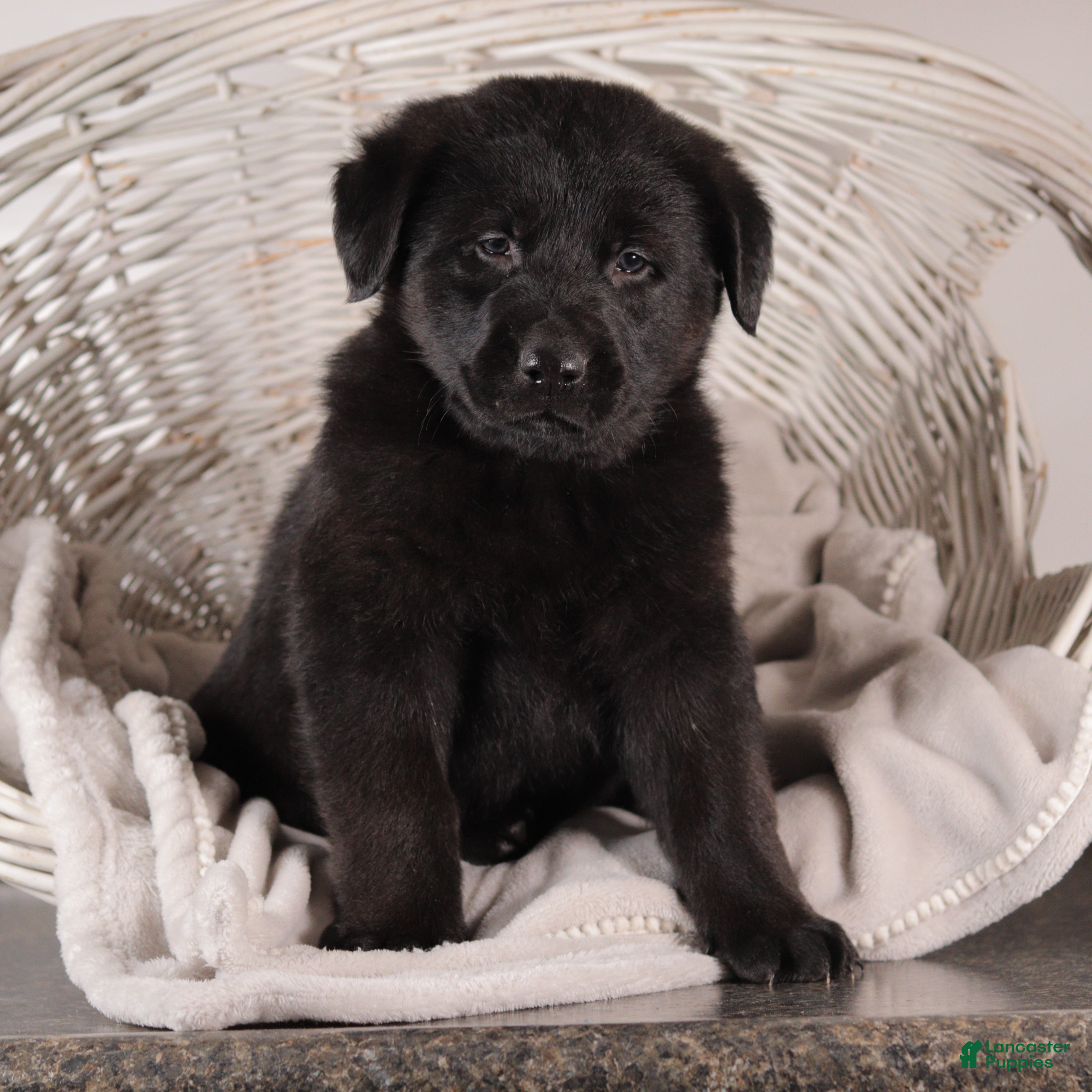 Mixed Breed dogs Wilber - Ad 38