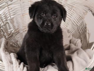 Mixed Breed dogs Wilber - Ad 38