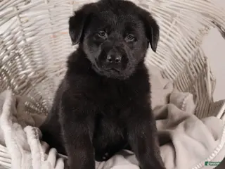 Mixed Breed dogs Wilber - Ad 37