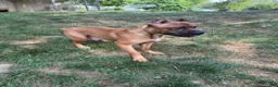 Cane Corso dogs for sale: White collar - Ad 6