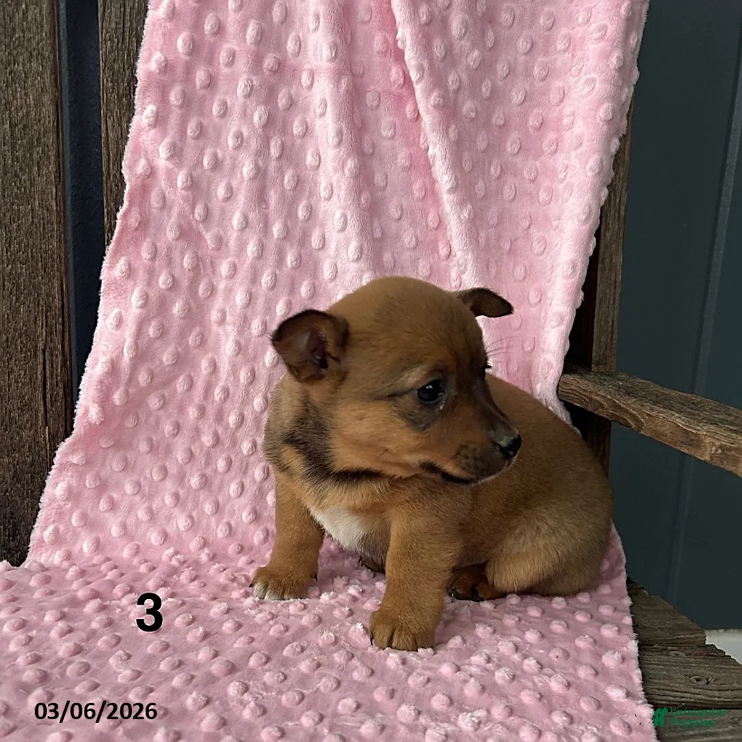 Mixed Breed dogs for sale: Tina - Ad 4