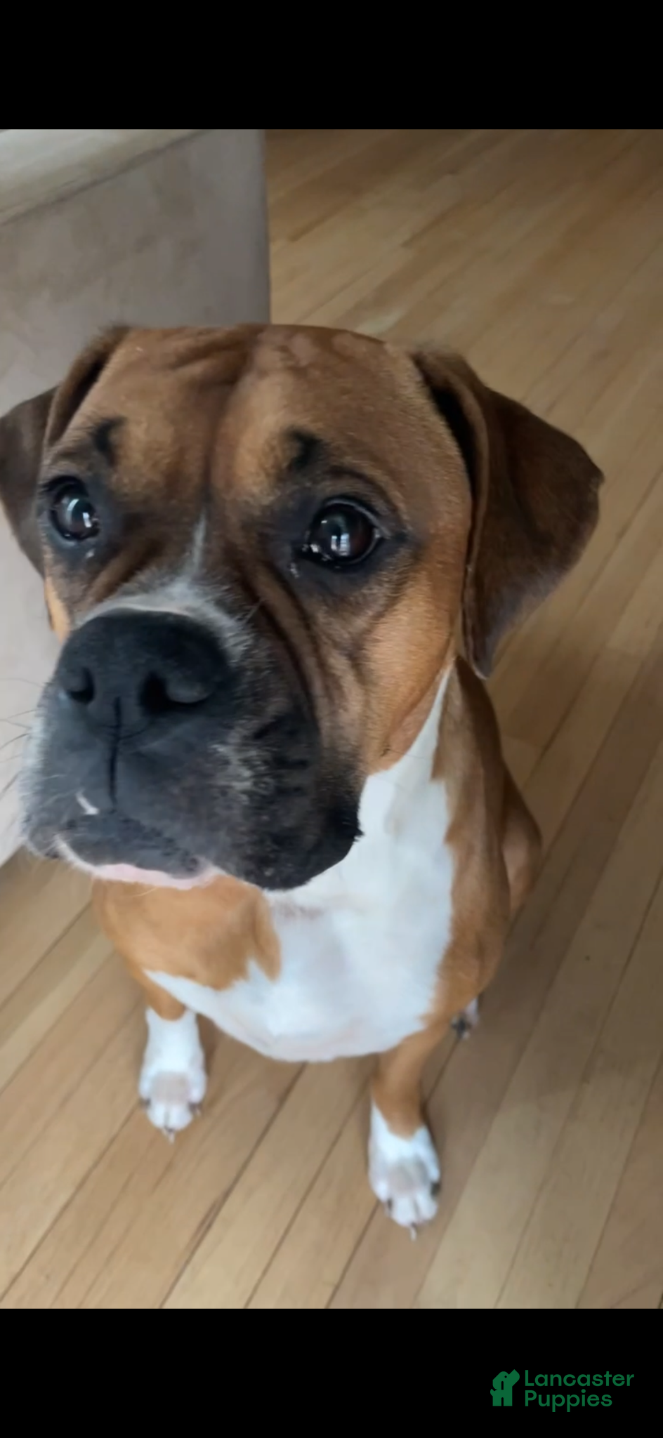 Boxer dogs Boxer Puppy 1 - Ad 2